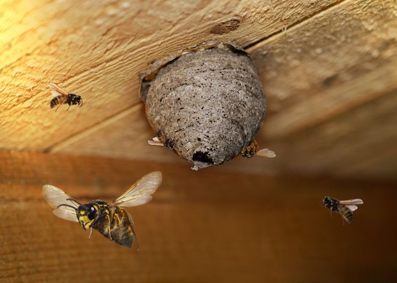 Baldfaced Hornet Extermination