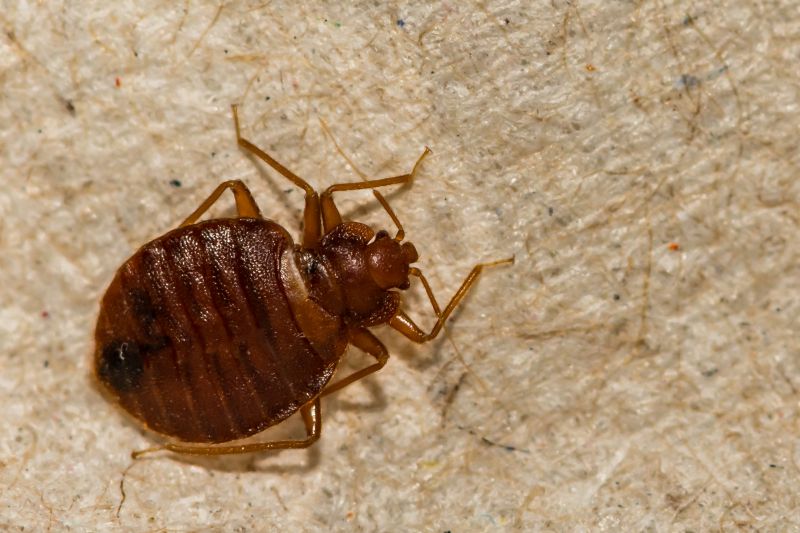 Bed Bug Extermination