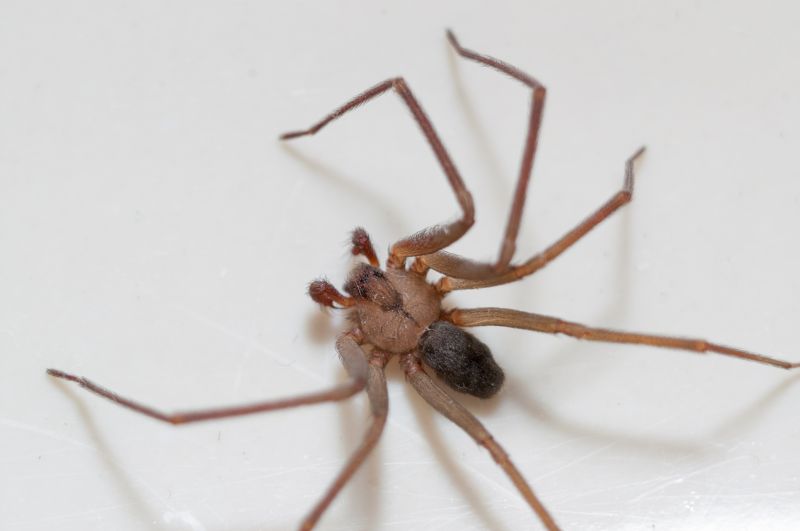 Brown Recluse Removal