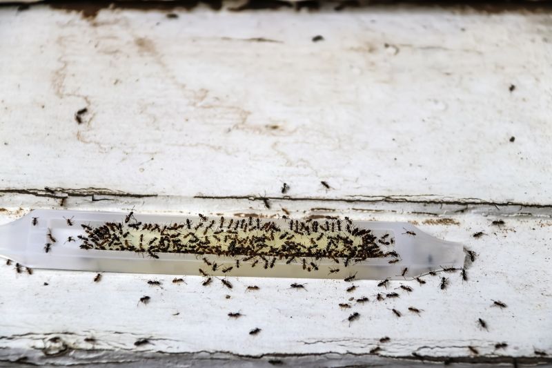 Carpenter Ant Extermination