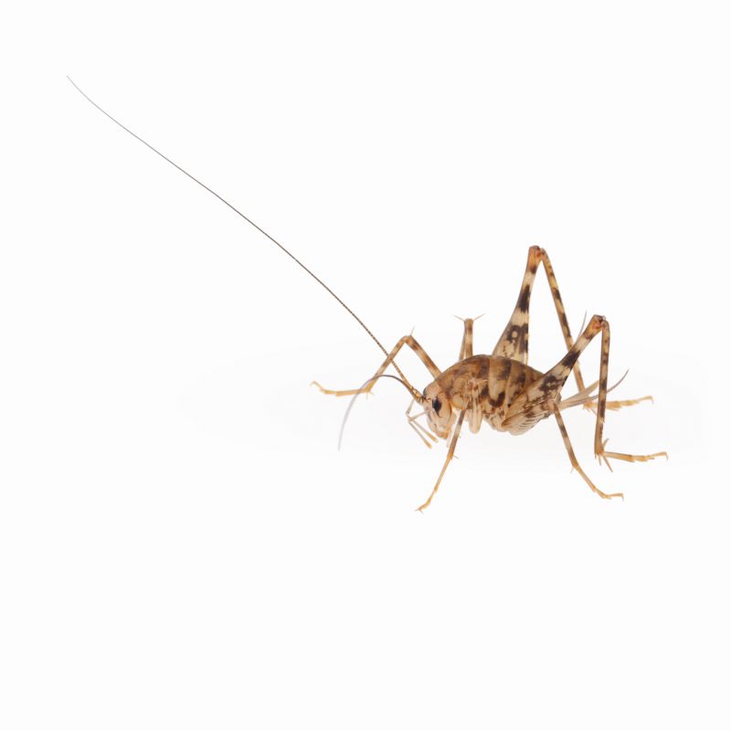 Cricket Removal Service