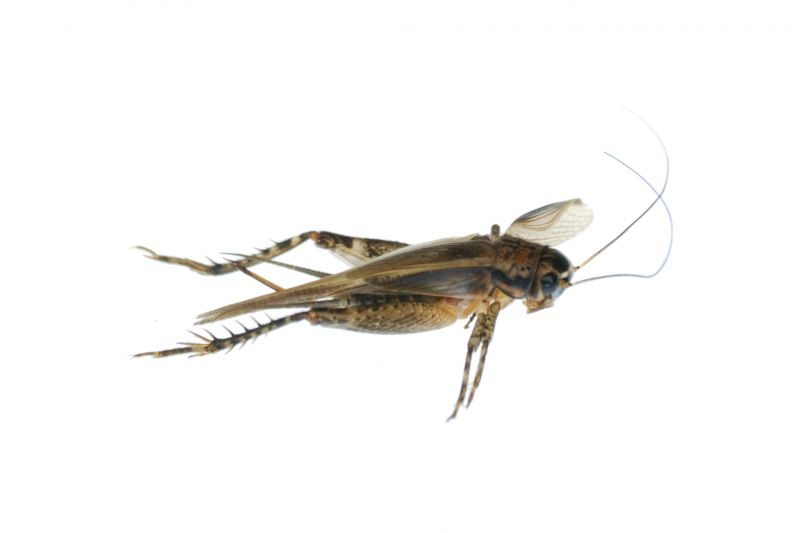 Cricket Removal Service