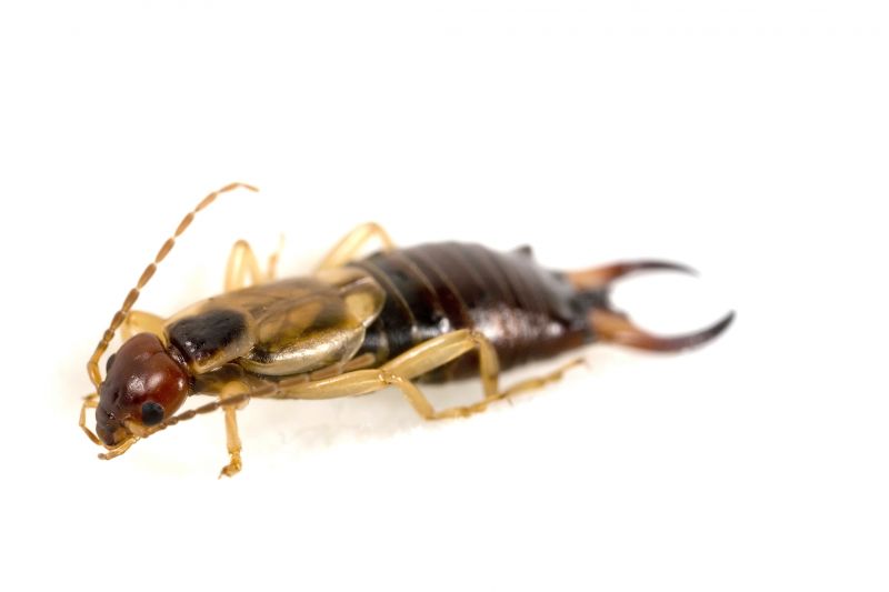 Earwig Extermination