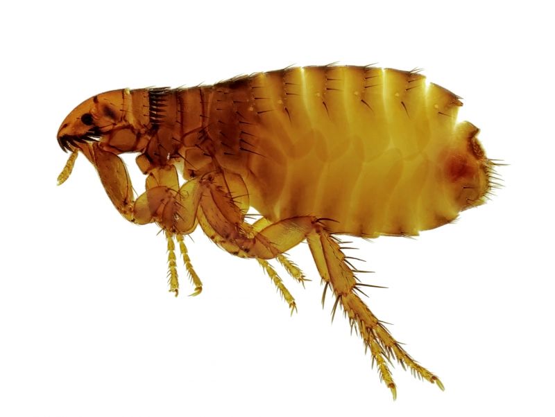 Flea Fumigation