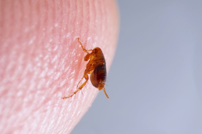 Flea Fumigation