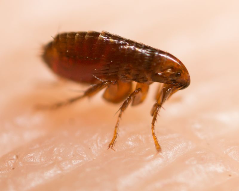 Flea Fumigation