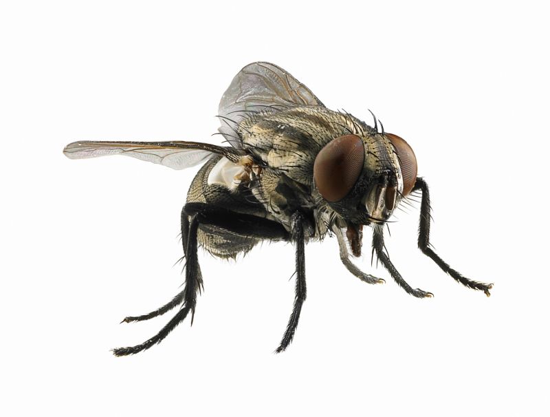 Fly Control Service