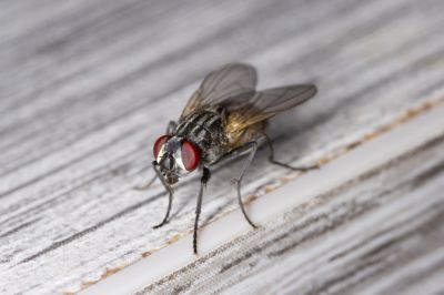 Fly Infestation Extermination