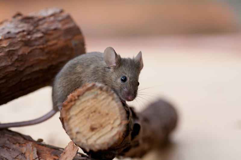 Mice Extermination Service