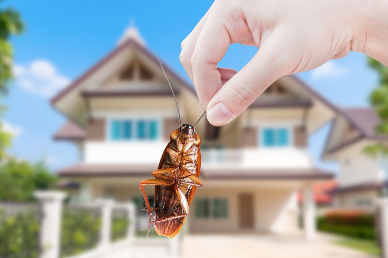 Pest Inspection Service
