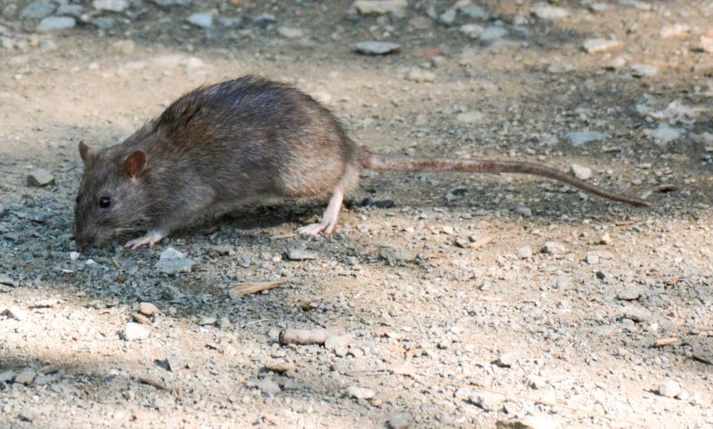 Rat Trapping Service