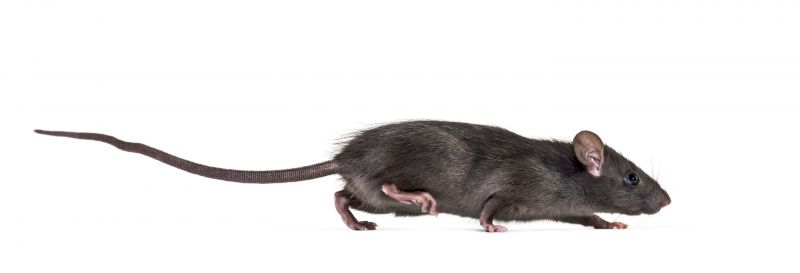 Rats Extermination