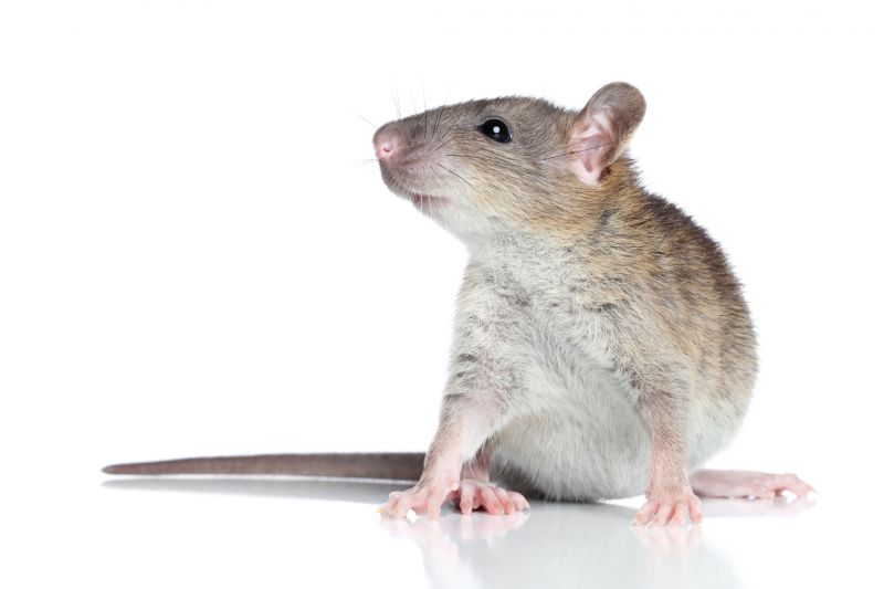 Rats Extermination