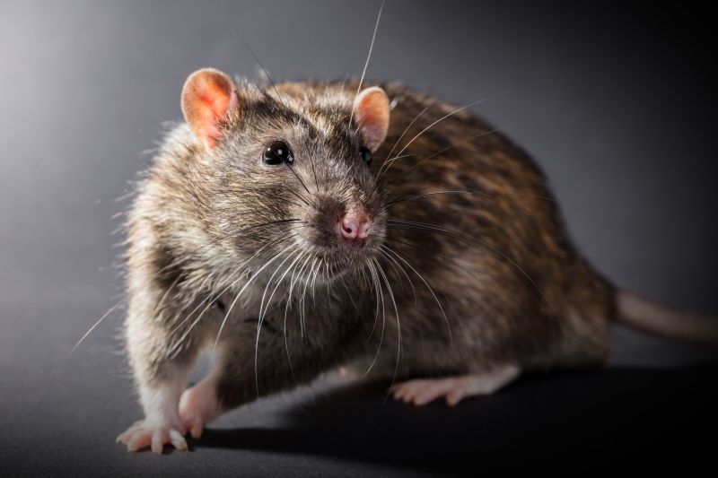 Rats Extermination
