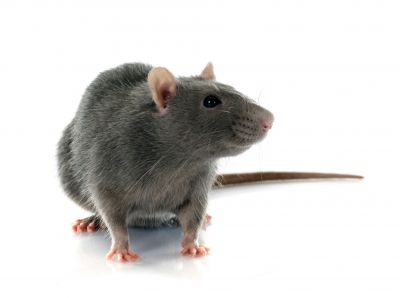 Rats Removal
