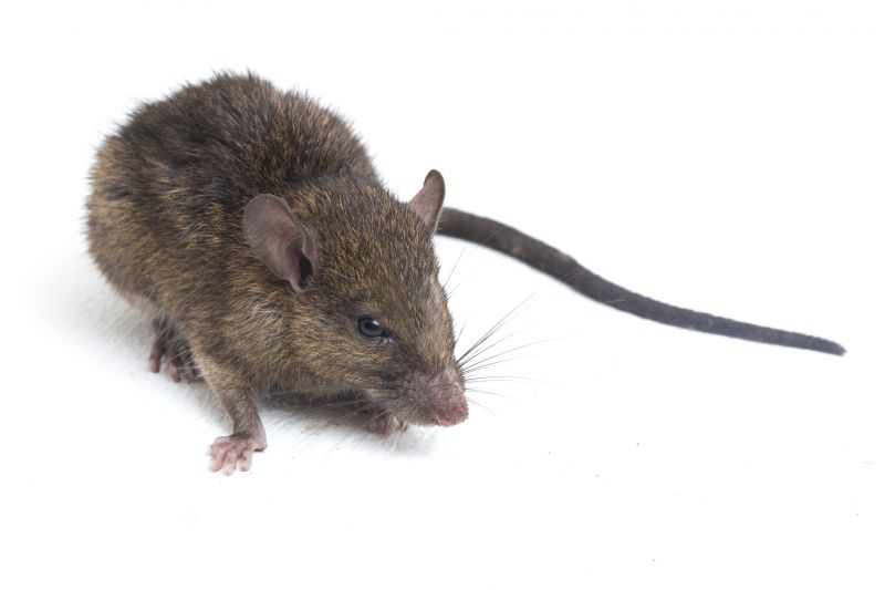 Rats Removal