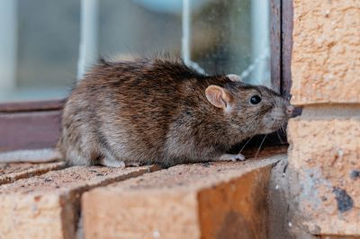 Rats Removal