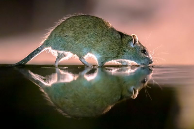 Rats Removal