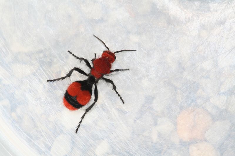 Red Ant Extermination