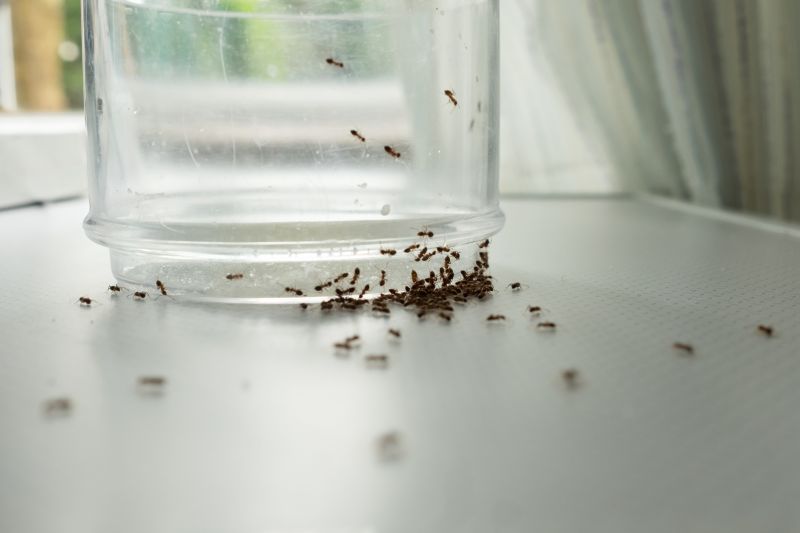 Red Ant Extermination