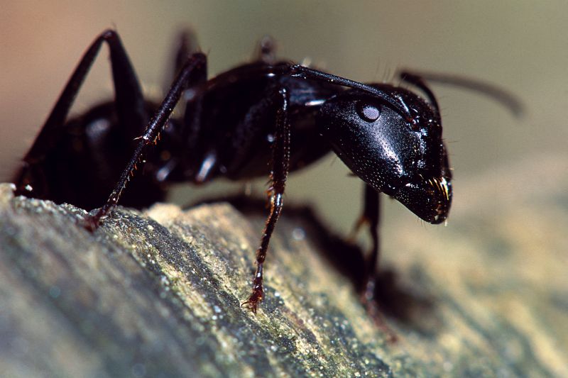 Red Ant Extermination