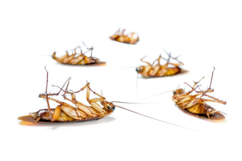 Roach Infestation Control