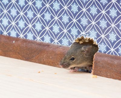 Rodent Extermination Service