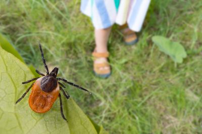 Seasonal Flea And Tick Control Strategies