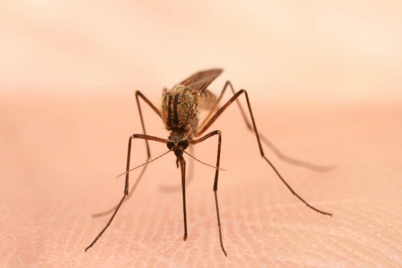Seasonal Fly And Mosquito Activity And Prevention Strategies