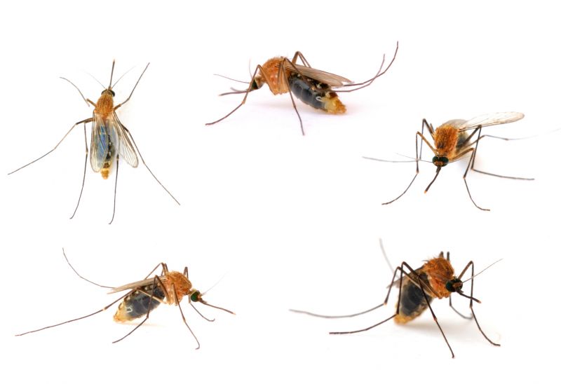 Signs You Need Fly Or Mosquito Control Services