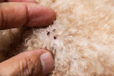 Signs Your Commercial Property Needs Flea And Tick Treatment