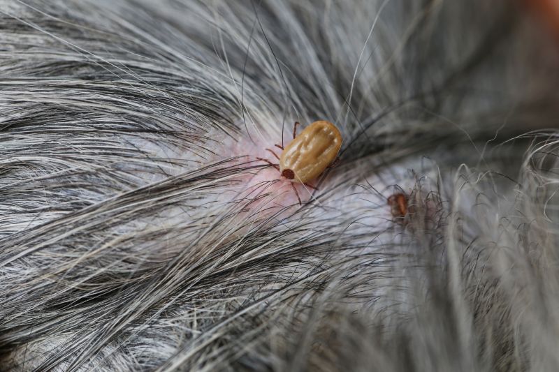 Signs Your Property Needs Flea And Tick Treatment