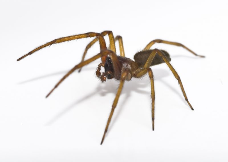 Spider Control Service