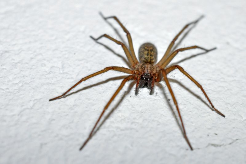 Spider Control Service