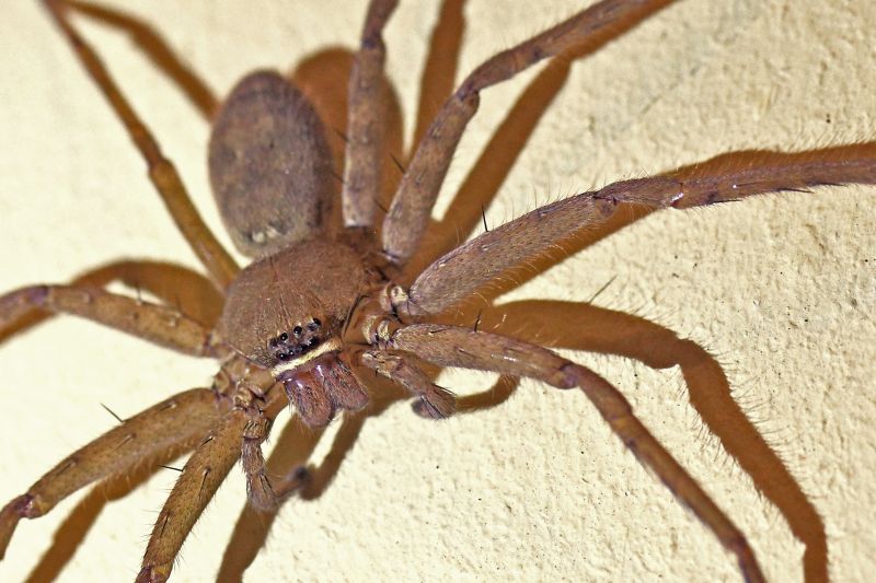 Spider Extermination Service