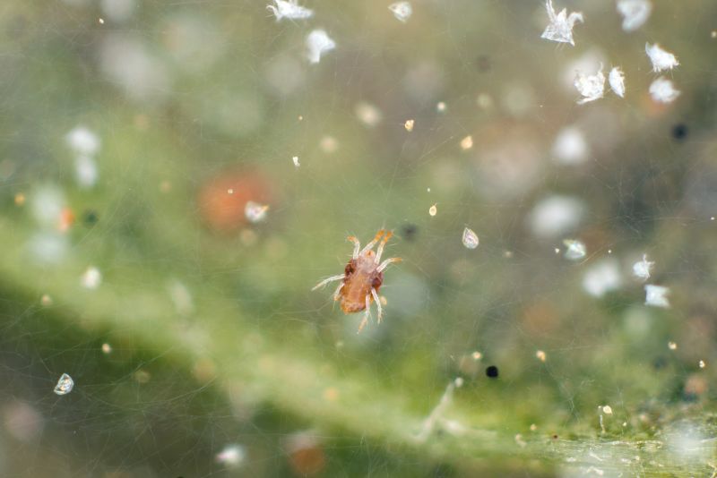 Spider Mite Extermination