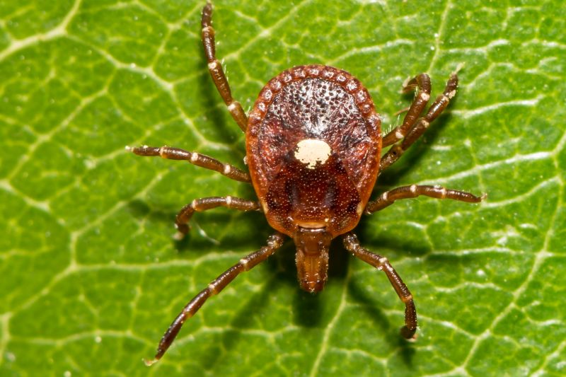 Spring Flea And Tick Prevention Tips For Homes And Businesses