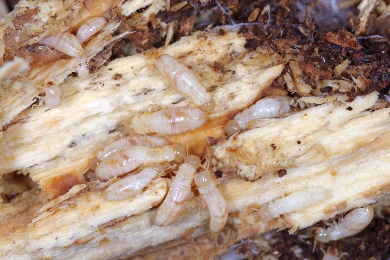 Termite Fumigation