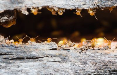 Termite Fumigation