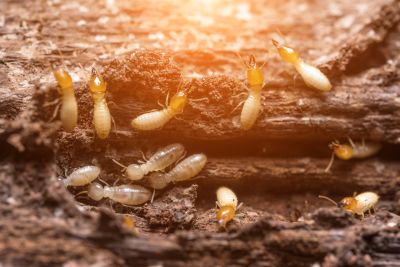 Termite Fumigation