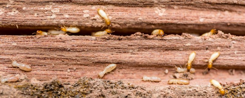 Termite Inspection Service