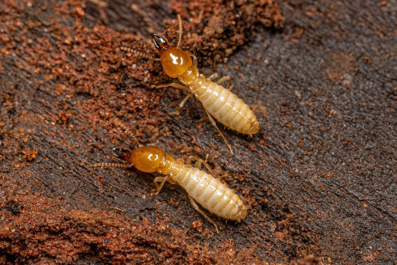 Termite Inspection Service