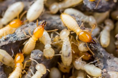 Termite Inspection Service