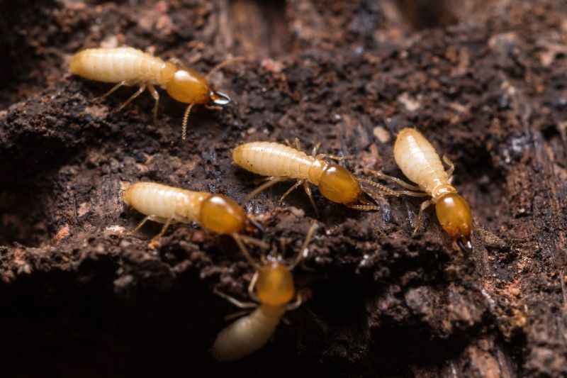 Termite Service