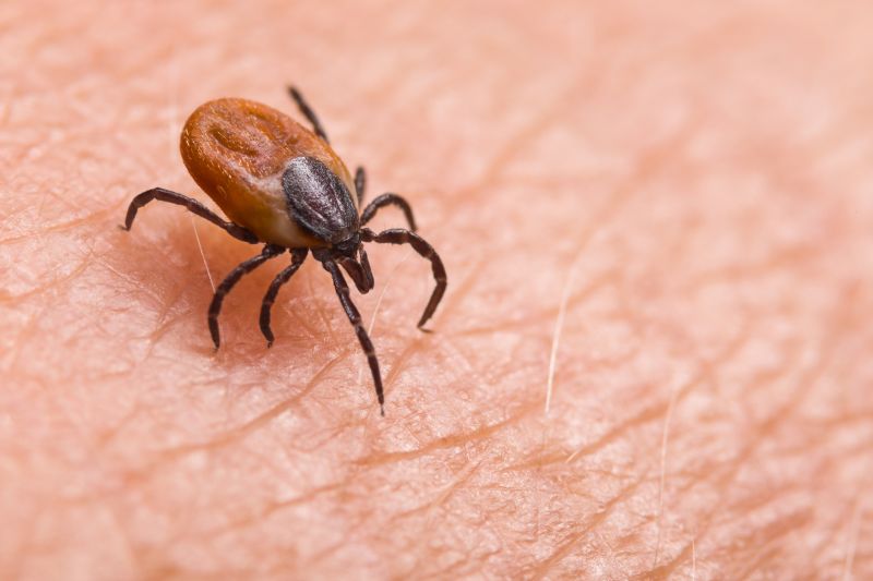 Tick Control Service