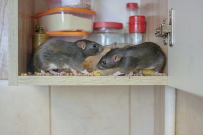 Vermin Extermination