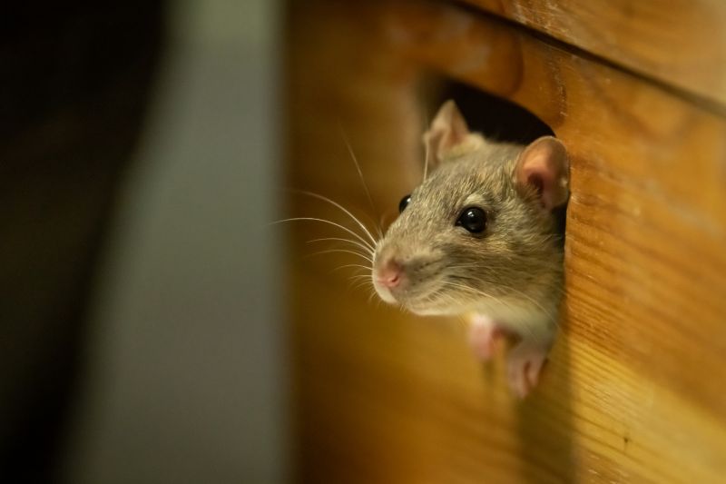 Vermin Removal
