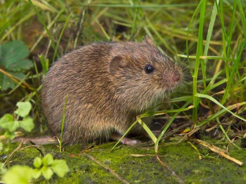Vermin Removal