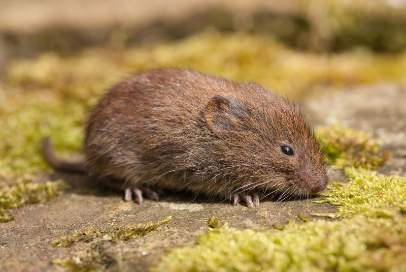 Vermin Removal