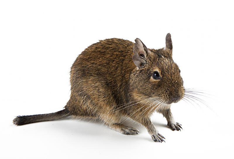 Vermin Removal